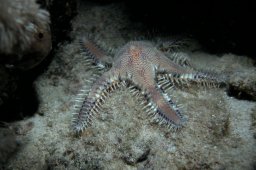 20010619_Abu_Dabab_Nacht_0053